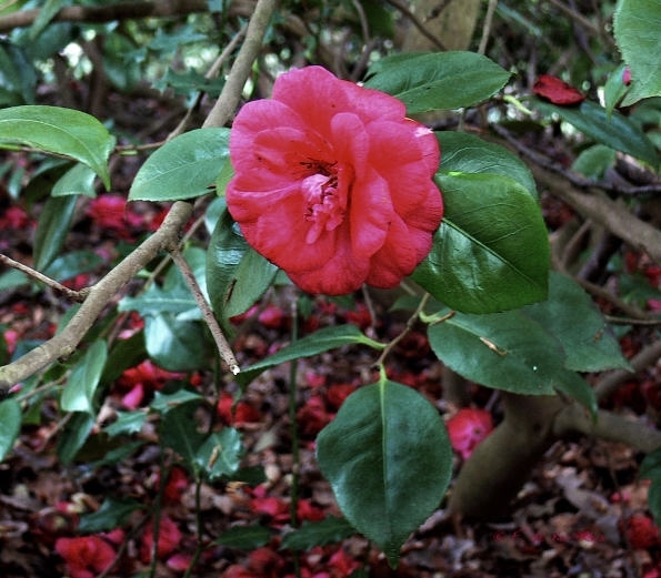 Bois des Moutiers (138) Mai 2012